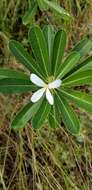 Image of Plumeria tuberculata Lodd.