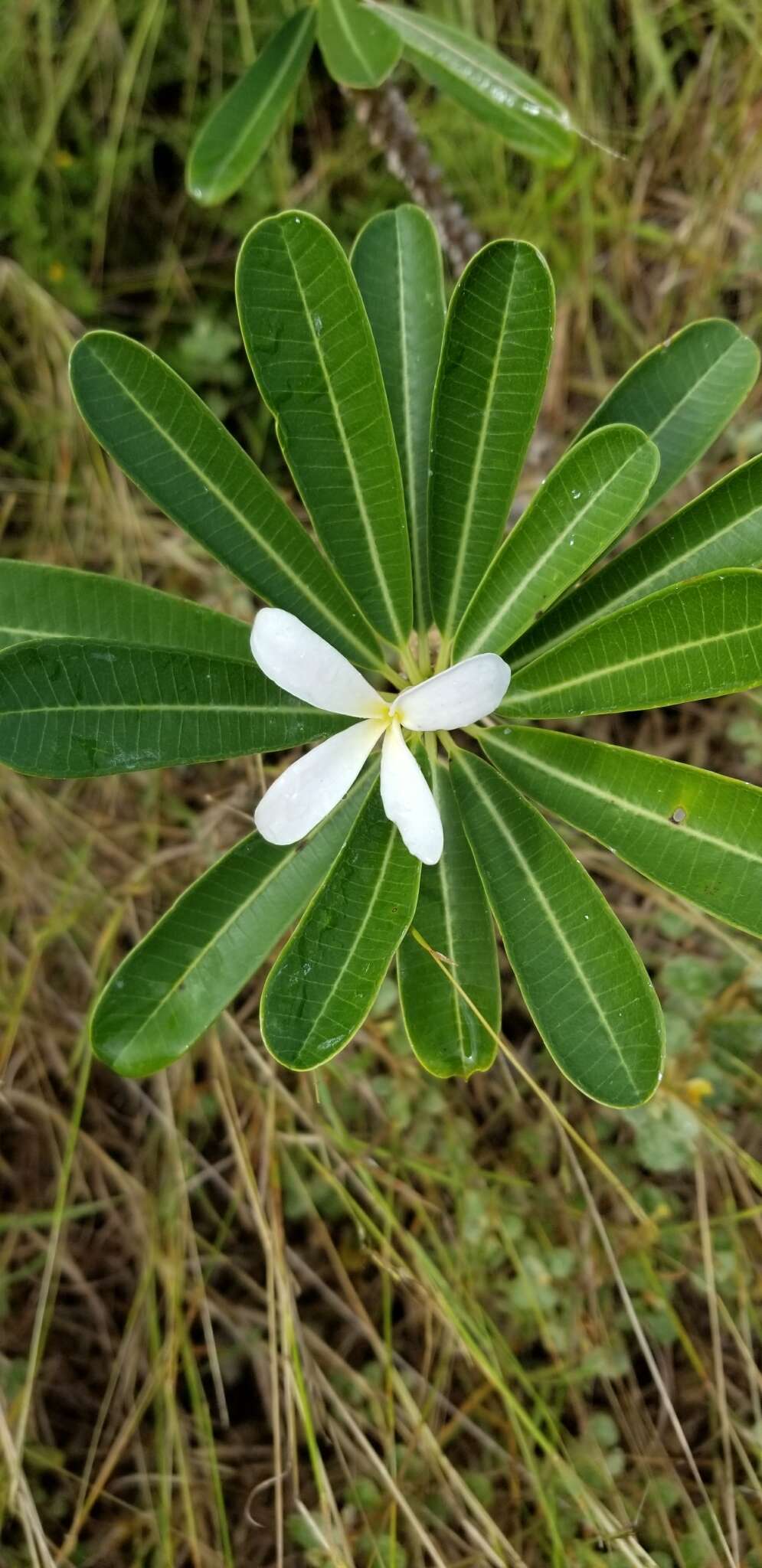 Image of Plumeria tuberculata Lodd.