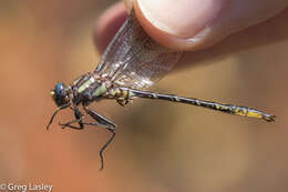 Image of Phanogomphus diminutus (Needham 1950)