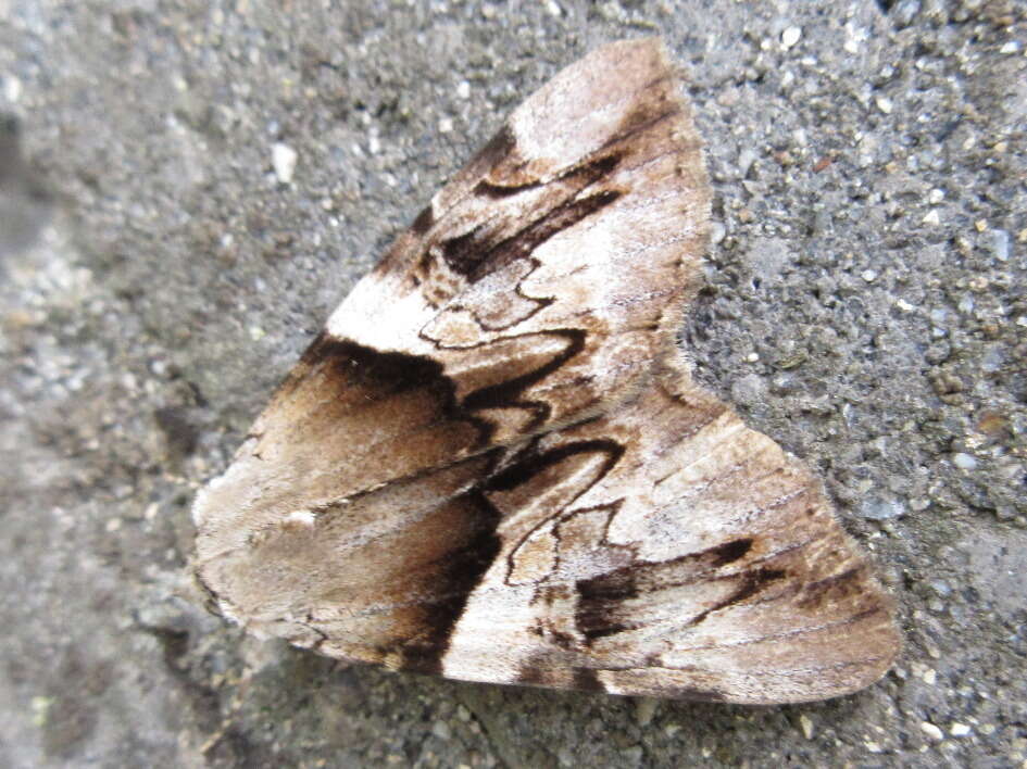 Image of Yellow Bands Underwing