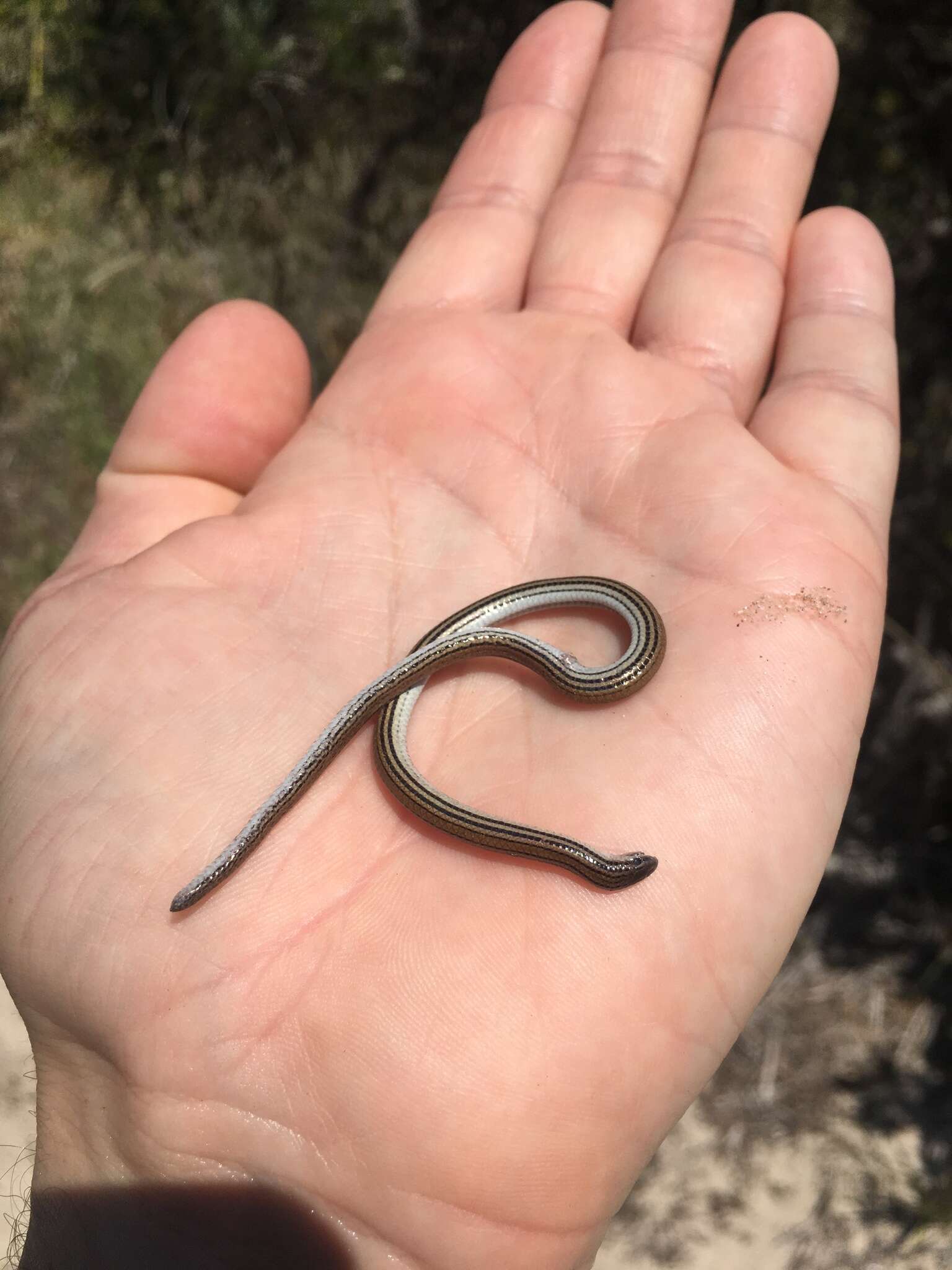 Image of Striated Worm-lizard