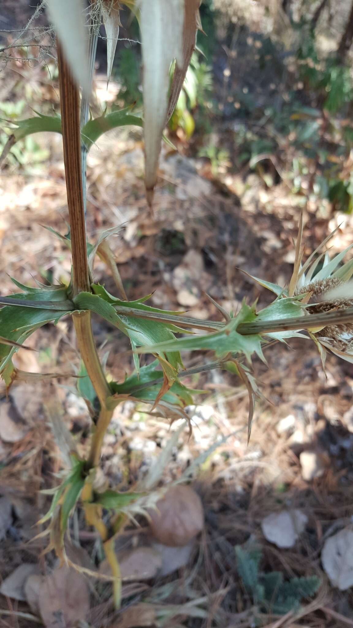 Image of Eryngium cymosum Delar.