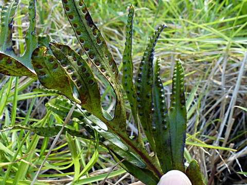 Plancia ëd Phymatosorus pustulatus subsp. howensis Tindale & P. S. Green