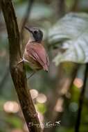 Image of Short-tailed Babbler