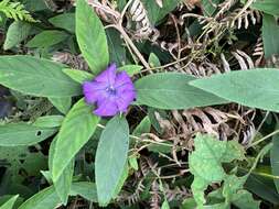 Imagem de Ruellia longepetiolata (Oerst.) Hemsl.