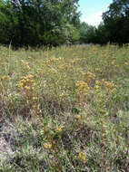 Image of Solidago nitida Torr. & A. Gray