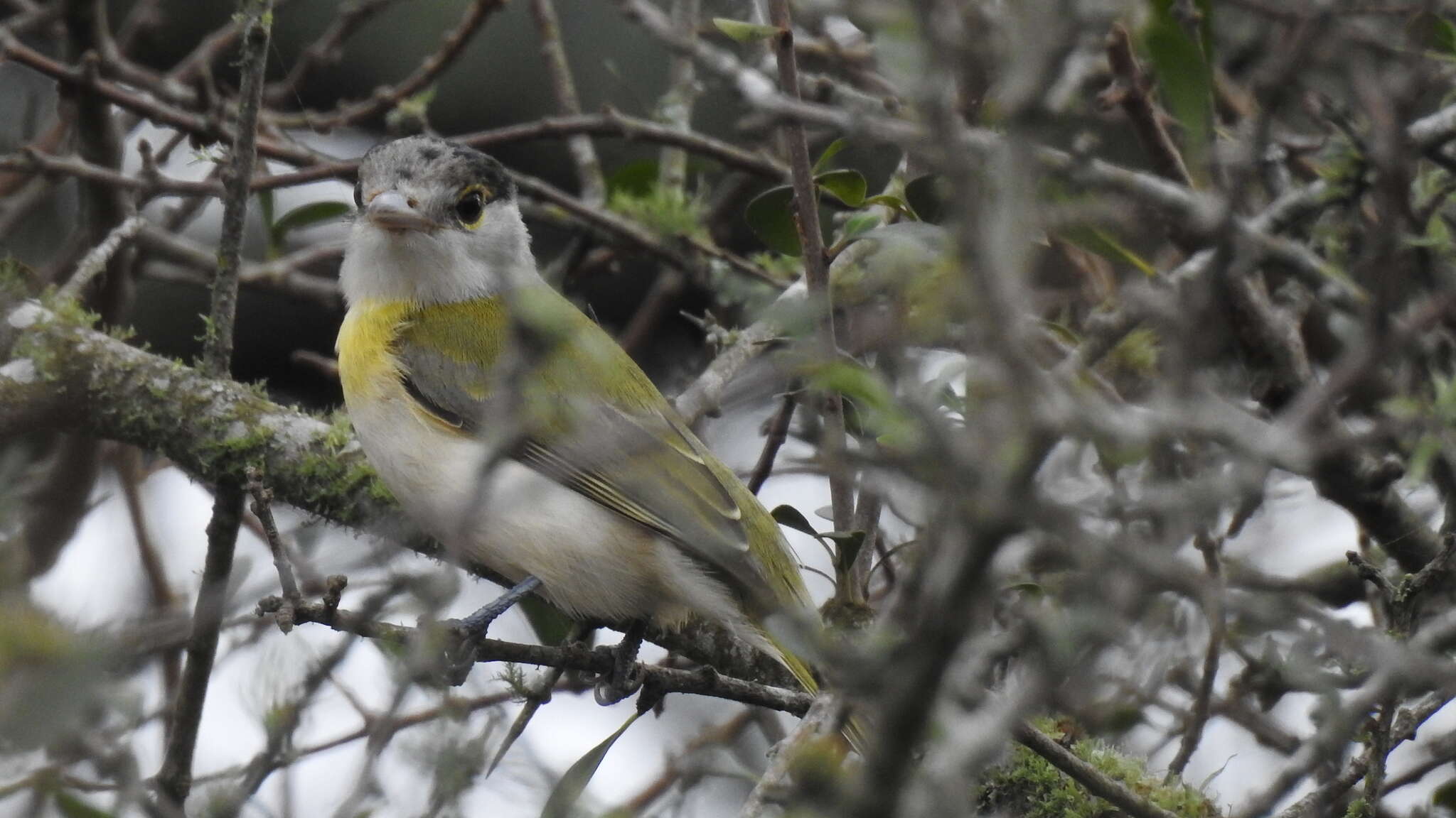 Image of Green-backed Becard