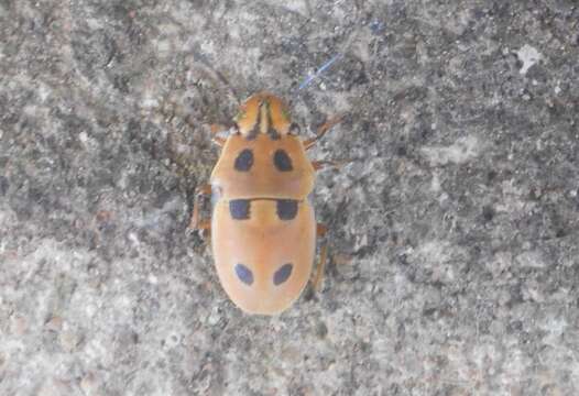 Image of <i>Agonosoma trilineata</i> (Fabricius 1782)