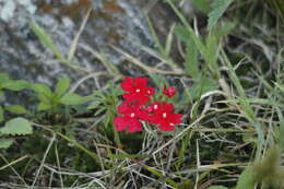 Image of crisped mock vervain