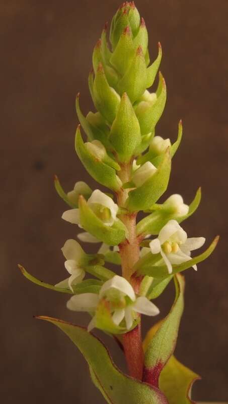 Image of Satyrium retusum Lindl.