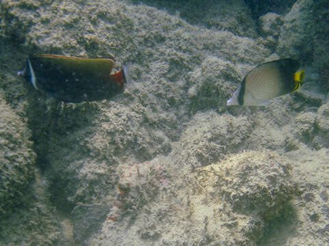 Image of Black-finned Vagabond