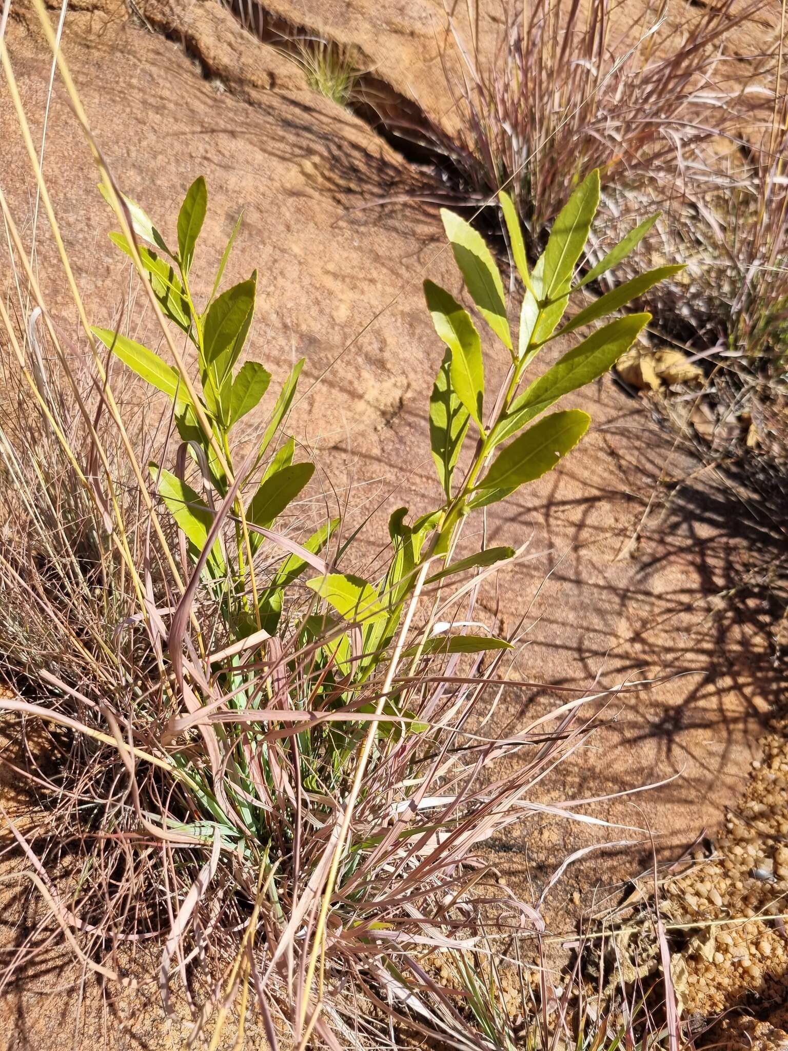 Image of Salacia rehmannii Schinz