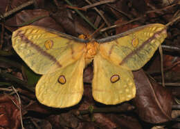 Image of Opodiphthera astrophela Walker 1855