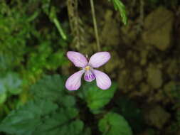 صورة Viola mucronulifera Hand.-Mazz.