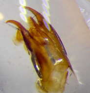 Image of Smicromyrme stepposa Lelej 1984