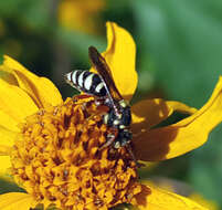 Image of Texas Nomad Bee