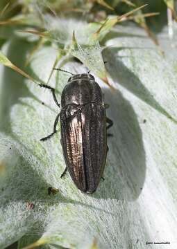 Image of Sphenoptera rauca (Fabricius 1787)