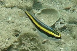 Image of Gold-stripe harptail blenny