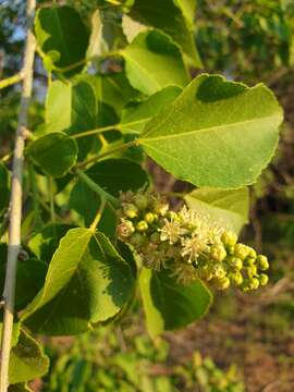 Image of Feverberry