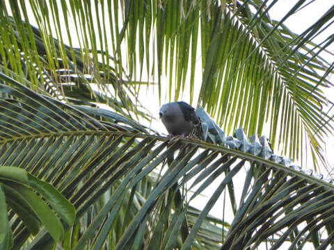 Image of Pacific Imperial Pigeon