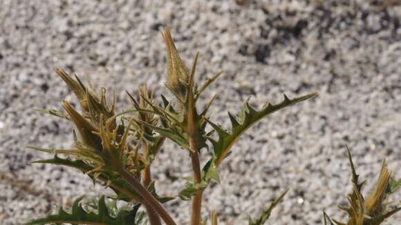 Image of hairy blazingstar