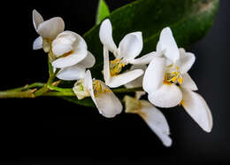 Image of Baphia racemosa (Hochst.) Baker