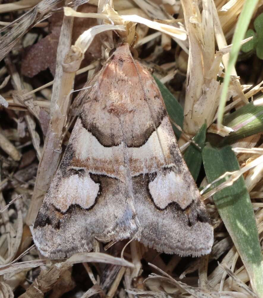 Image of <i>Drasteria pallescens</i>