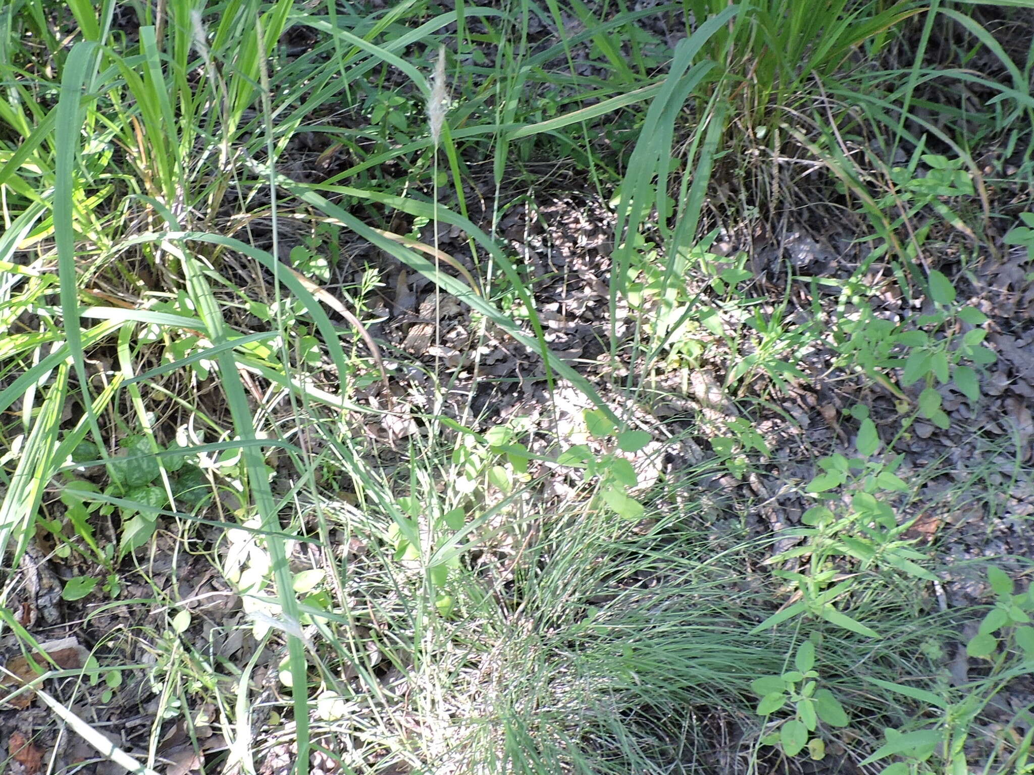 Image of silver beardgrass