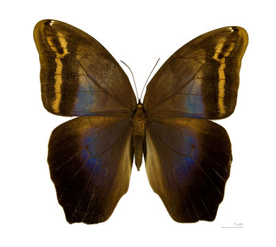 Image of <i>Eryphanis automedon</i>