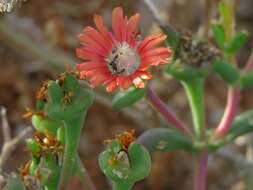 Imagem de Delosperma multiflorum L. Bol.