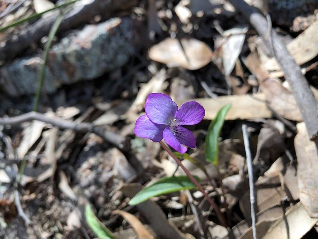 Imagem de Viola betonicifolia Smith