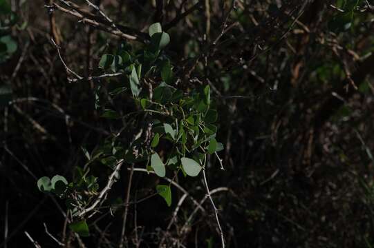 Image de Erythrina acanthocarpa E. Mey.