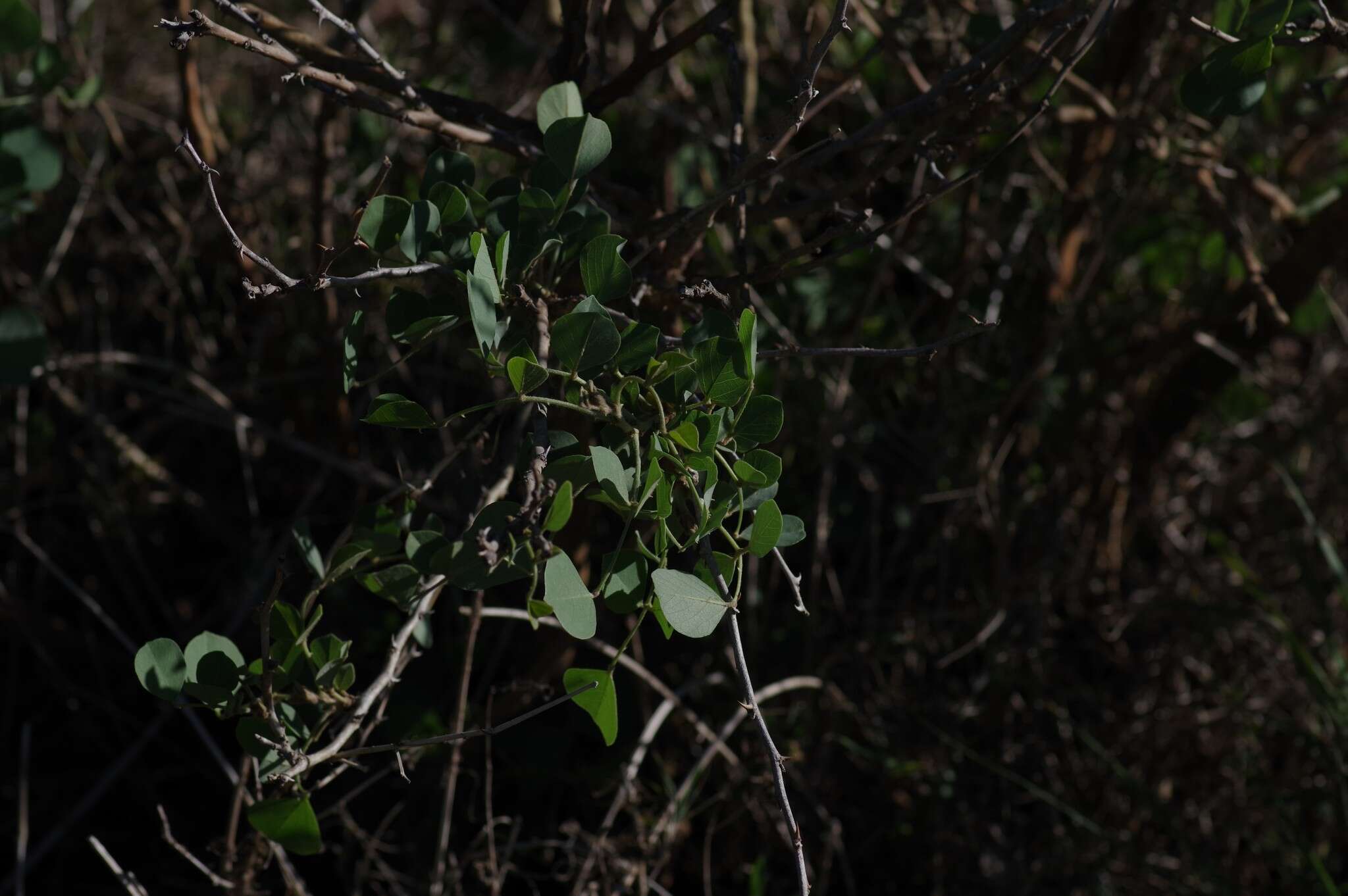 Image de Erythrina acanthocarpa E. Mey.