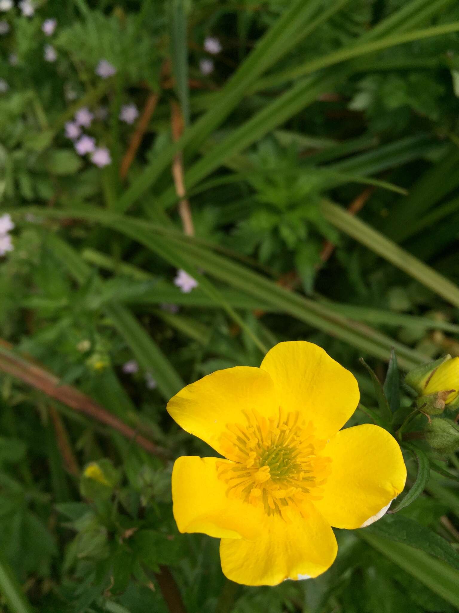 Image of straightbeak buttercup