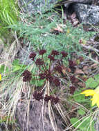 Imagem de Lomatium multifidum (Nutt.) R. P. Mc Neill & Darrach