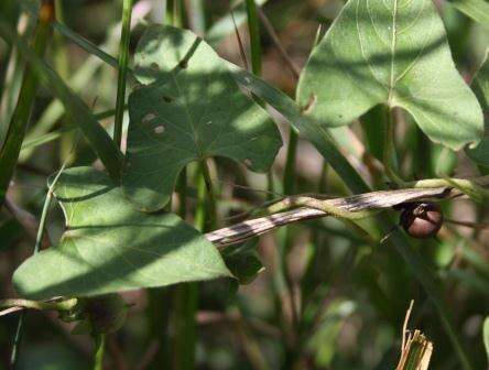 Image of Ipomoea biflora (L.) Pers.