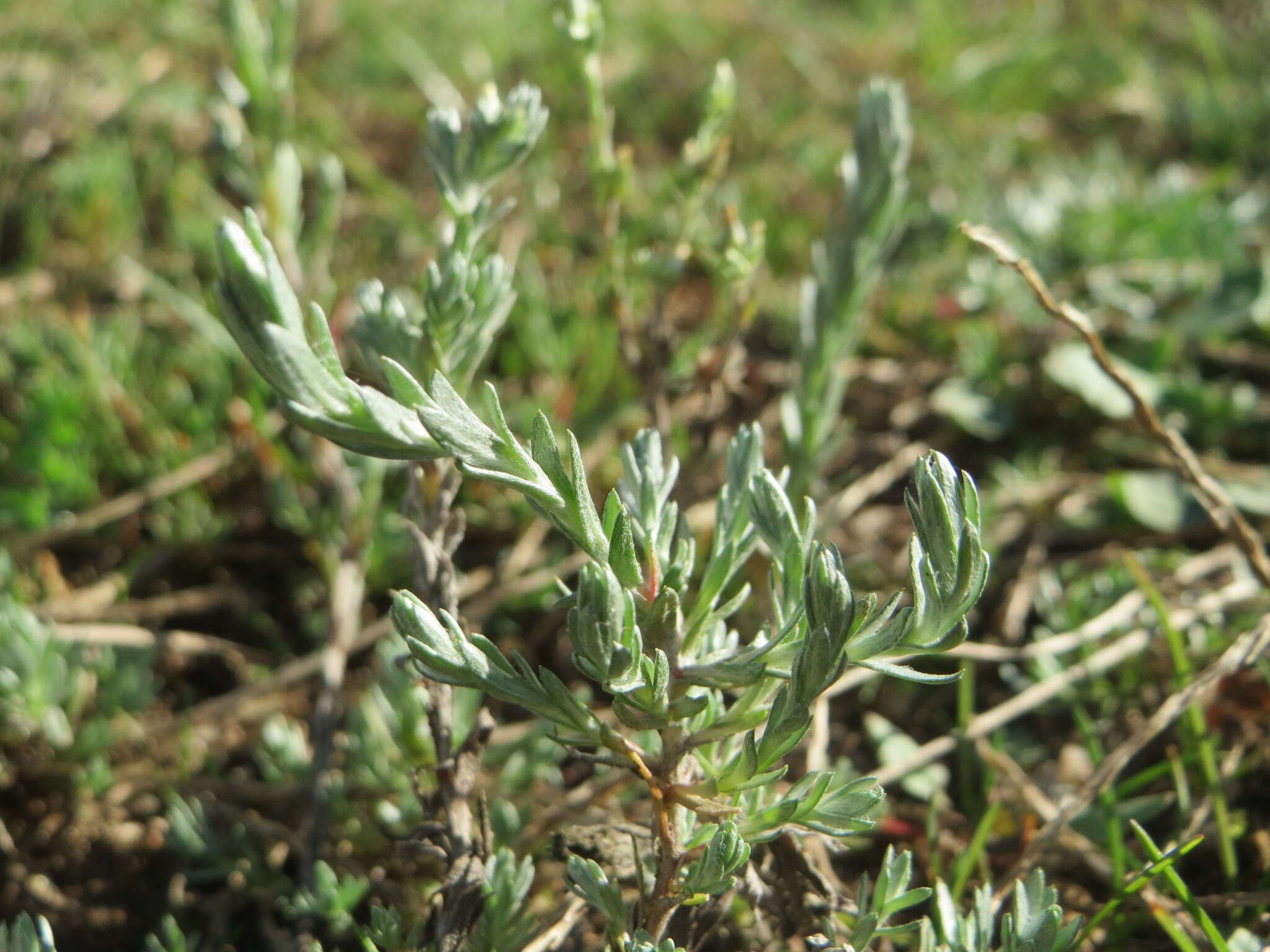 Image of field cudweed