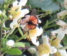 Image of Acraea igola Trimen 1889