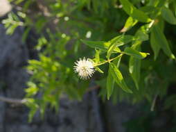 Image of common buttonbush