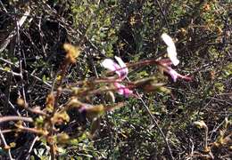 Image of Pelargonium antidysentericum subsp. inerme A. G. Scheltema