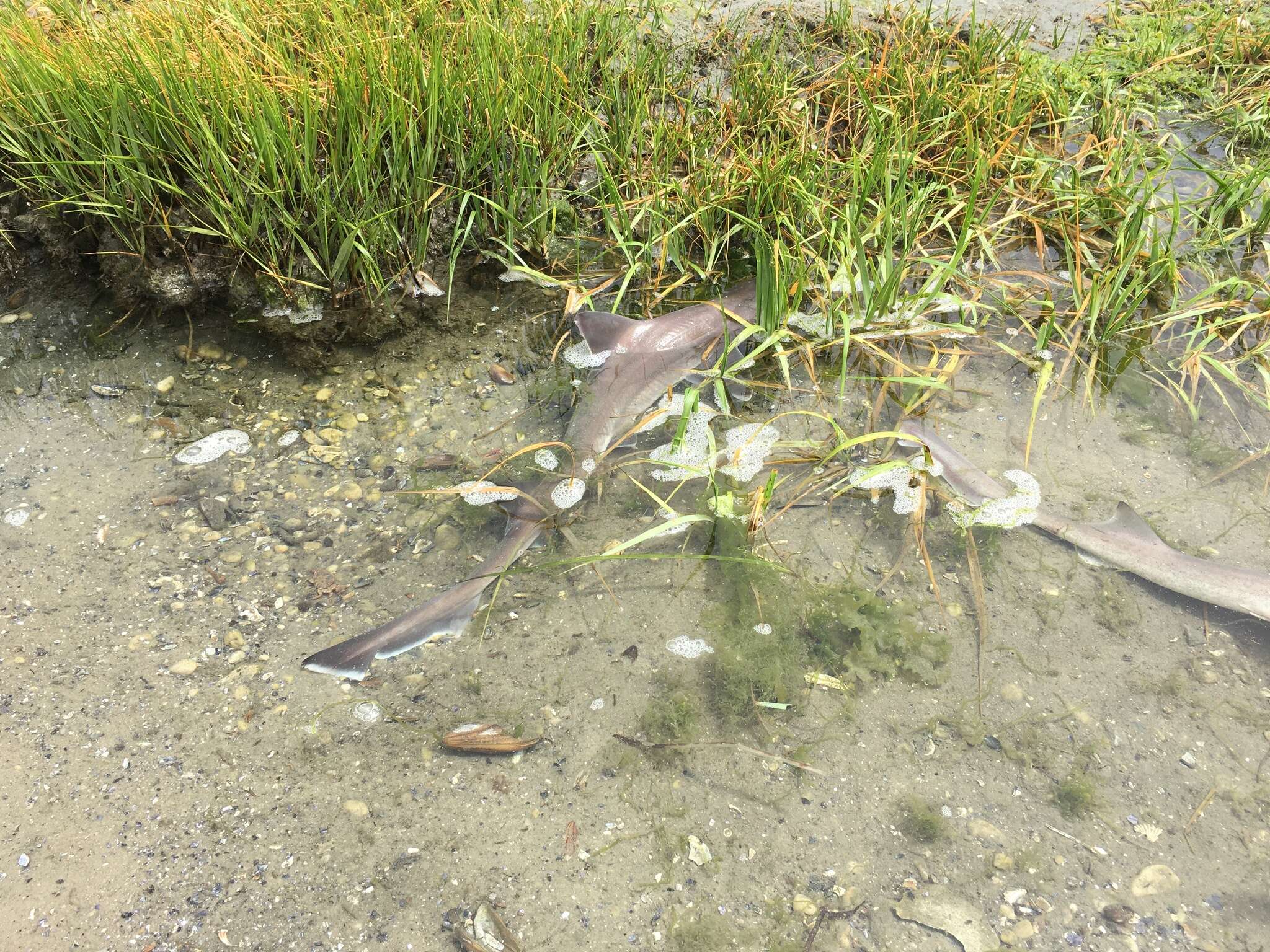 Image of Dusky Smoothhound