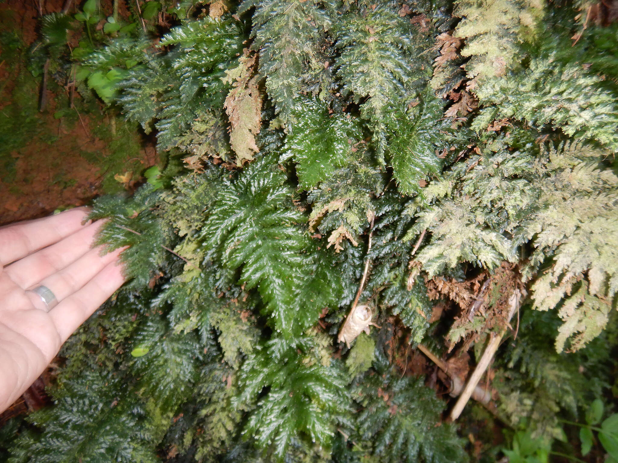 Image of toothed bristle fern