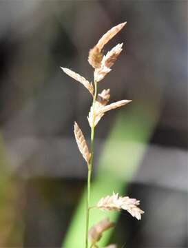 Image of Brown's lovegrass