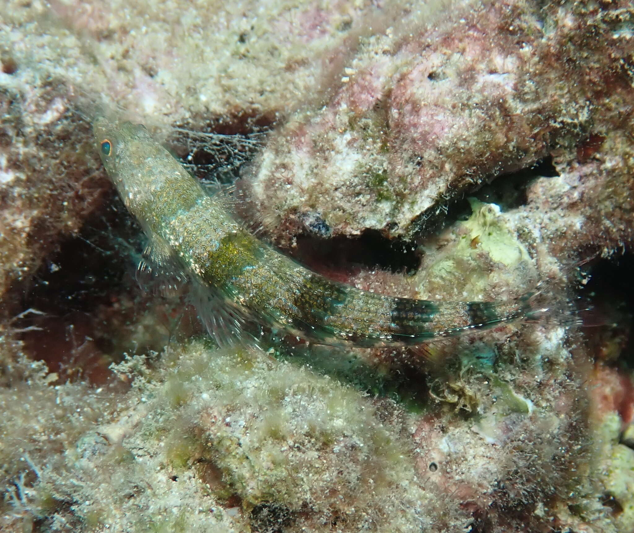 Image of Two-spot lizard fish