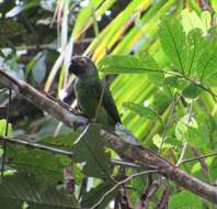 Image of Dusky-headed Parakeet