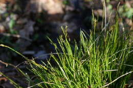 Image of brome-like sedge