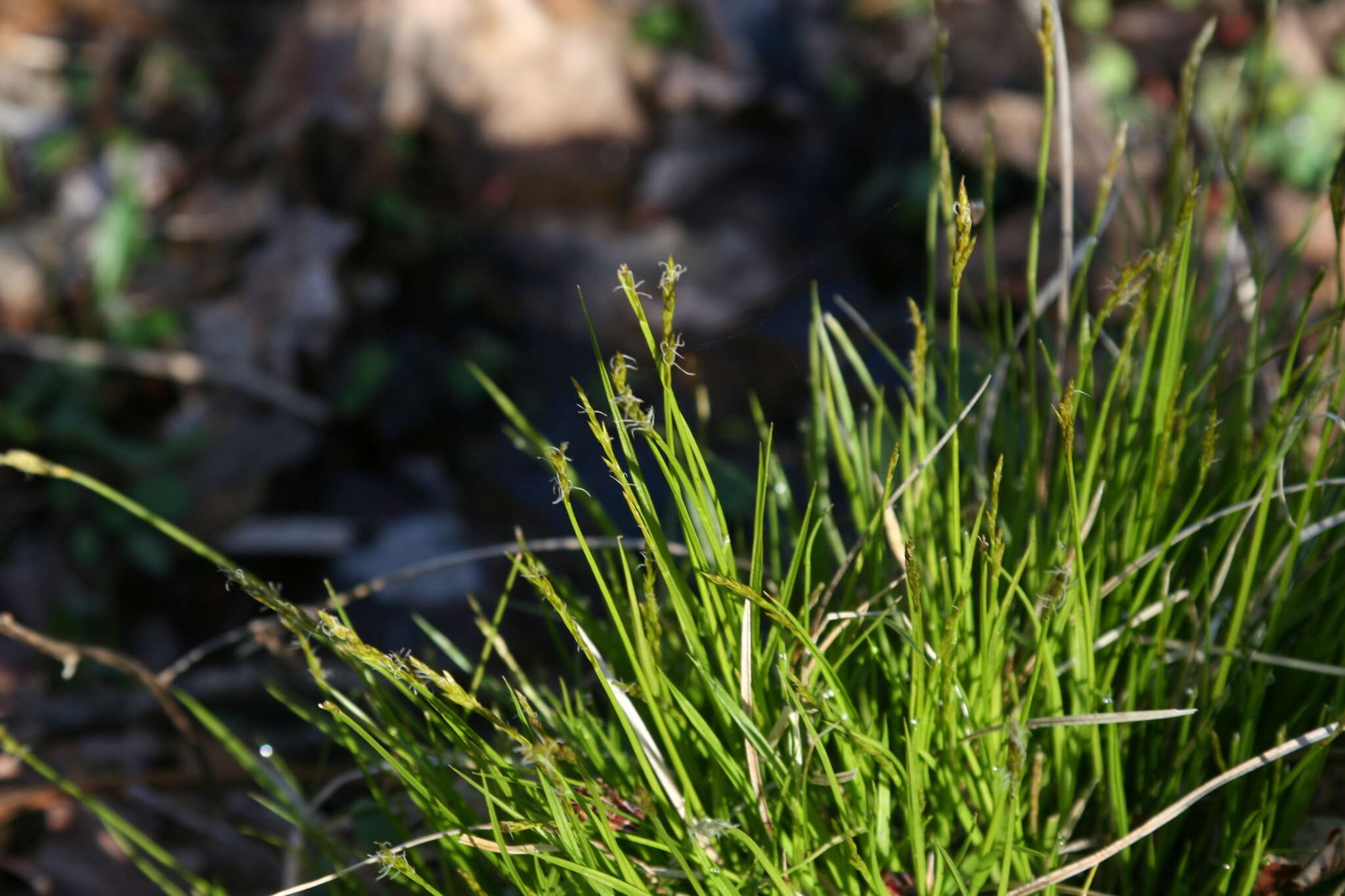 Imagem de Carex bromoides Willd.