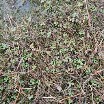 Image of Hydrocotyle sulcata C. J. Webb & P. N. Johnson