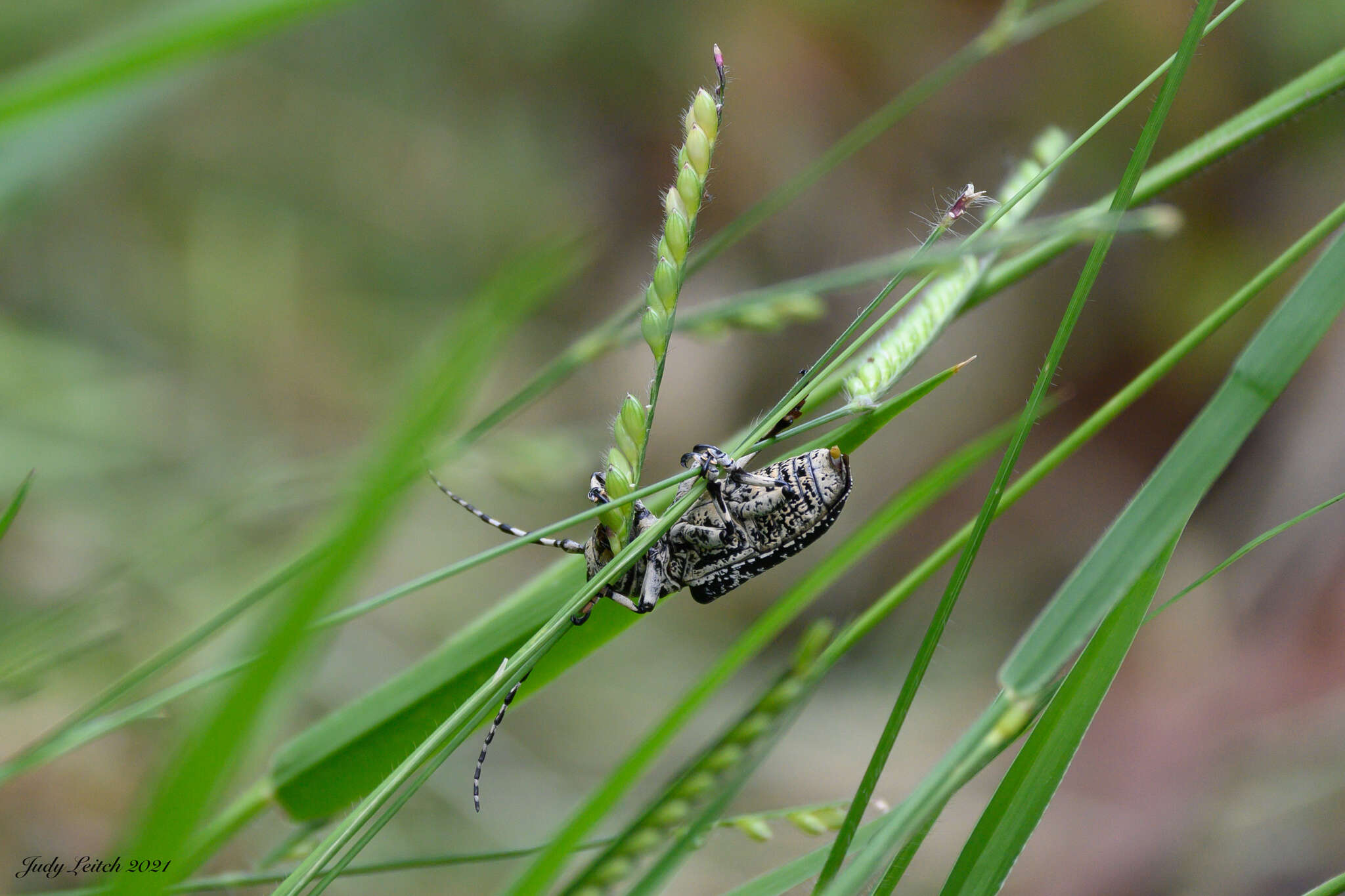 Image of Rhytiphora solida (Pascoe 1863)