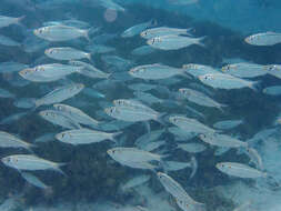 Image of Loose-scaled sardine